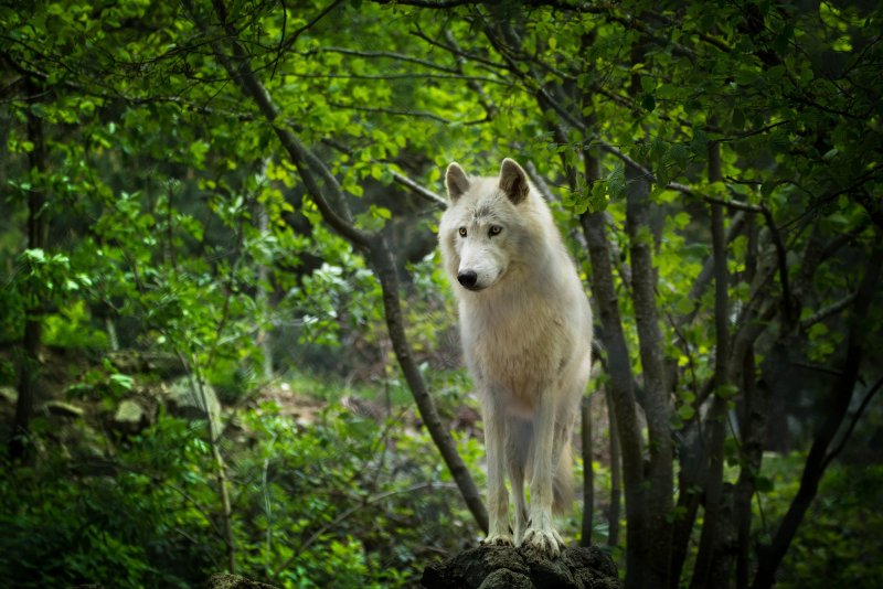 Белый волк на природе