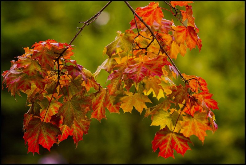 Осенние краски осени