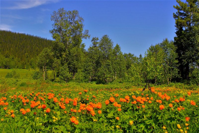 Пейзажи Сибири фото лето