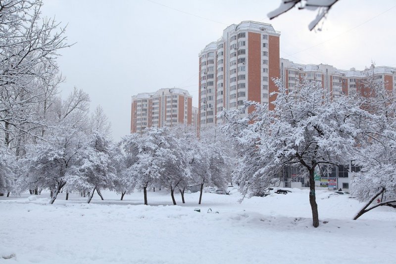 Деревья в снегу в Москве