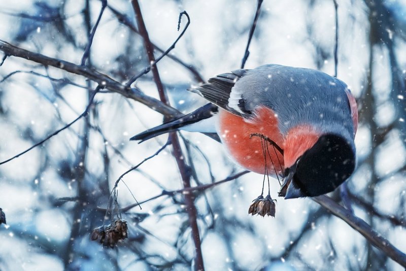 Снегирь птички зимующие