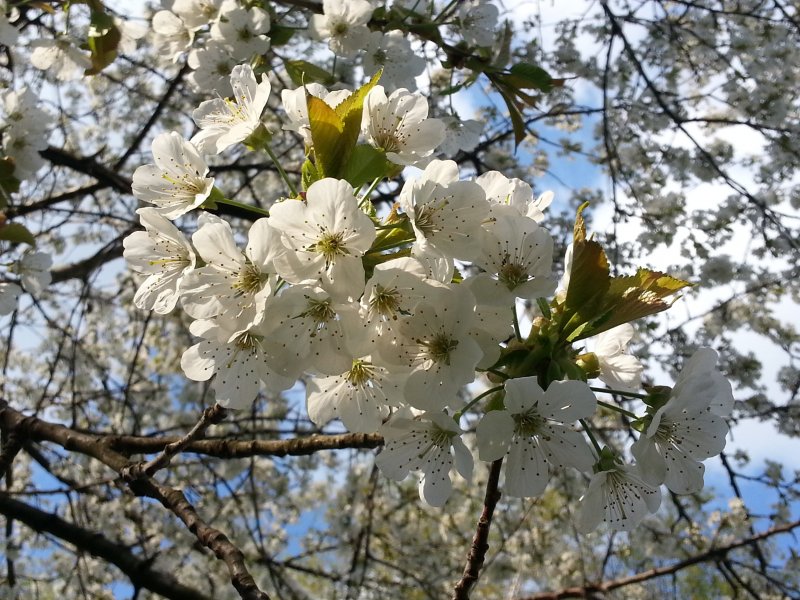 Цветущая Крымская вишня