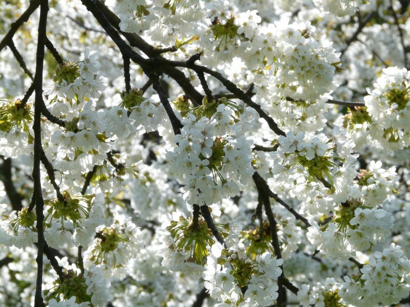 Весеннее цветение деревьев