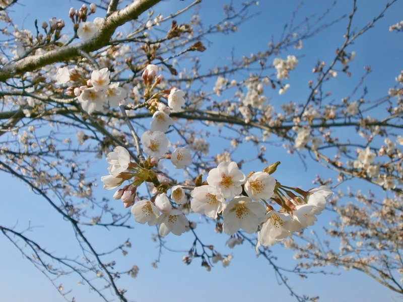 Цветущая Крымская вишня