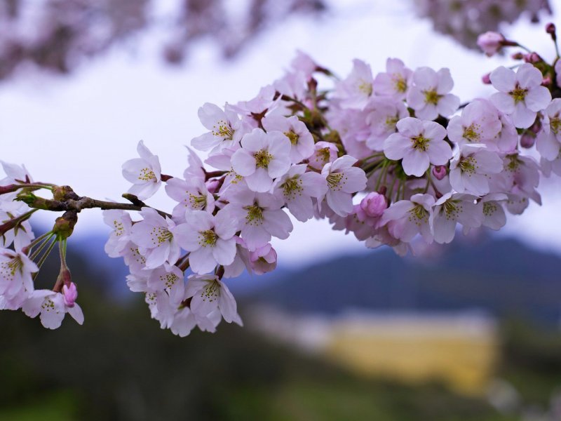 Сакура ветка цветение Весна