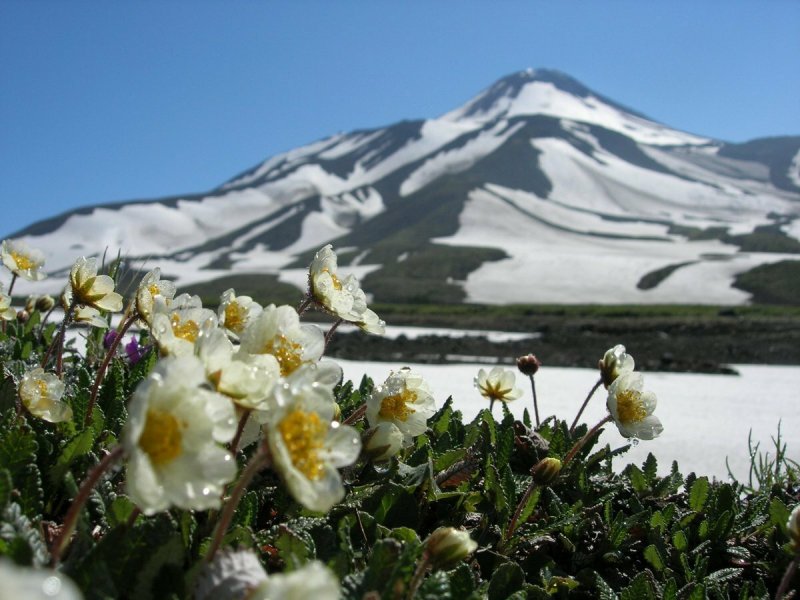Альпийские цветы Камчатка