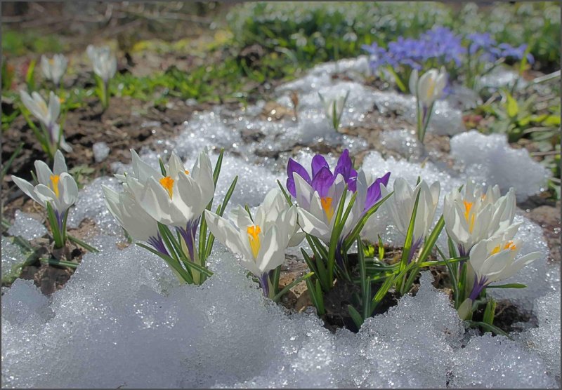 Цветы из под снега
