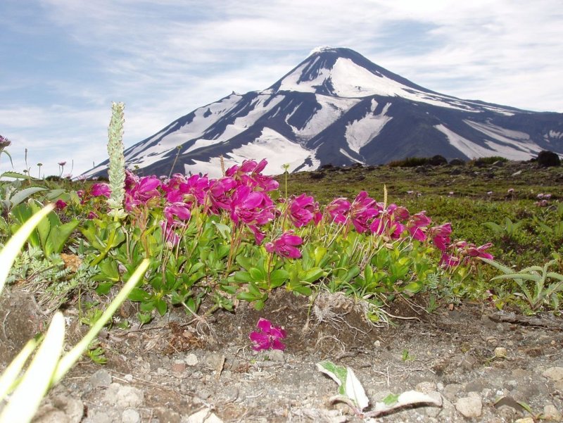 Вулканы Камчатки Вилючинский цветы