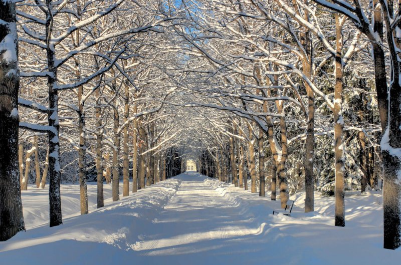 Павловский парк Санкт-Петербург зимой