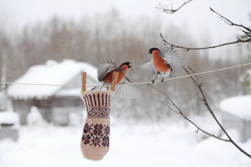 Птицы зимой в деревне