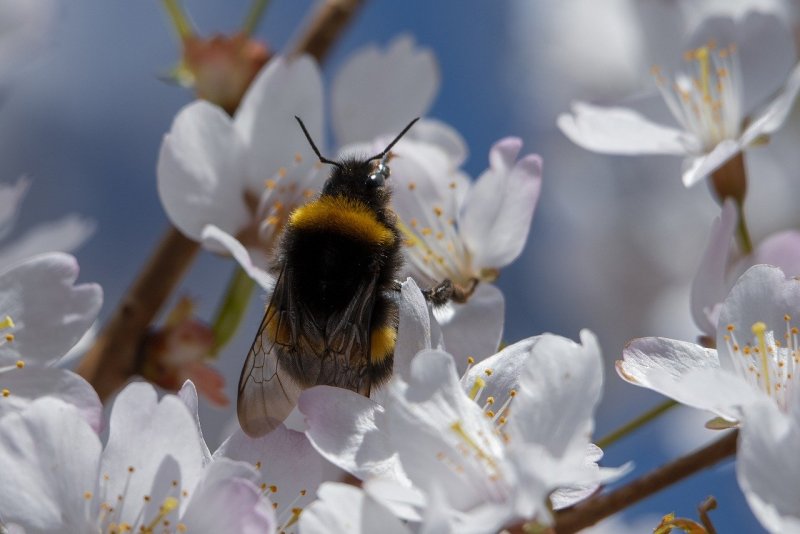 Насекомые весенние пчела