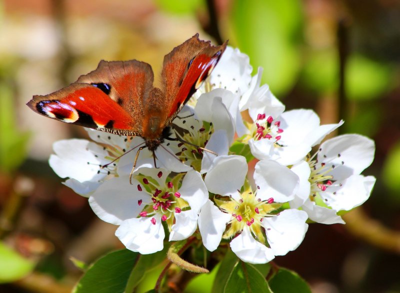 «Бабочки на яблоне»