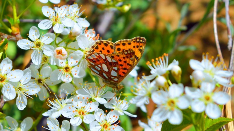 Весна цветы бабочки