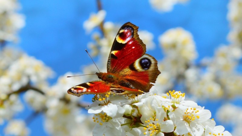 Красивые весенние бабочки