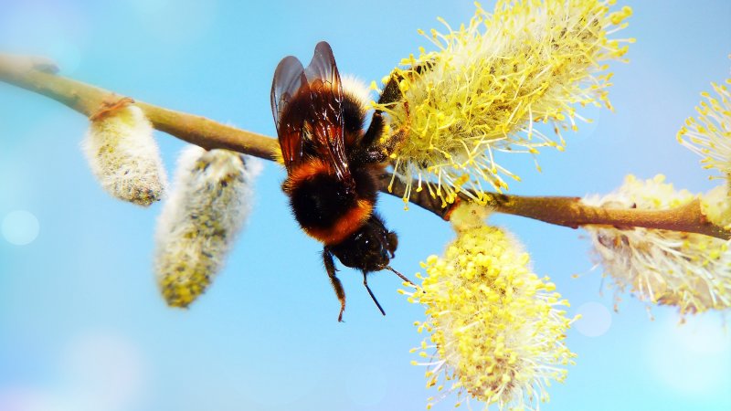 Пчела на вербе