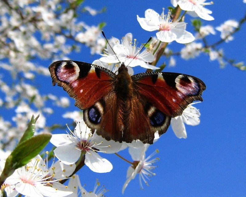 Весна бабочки