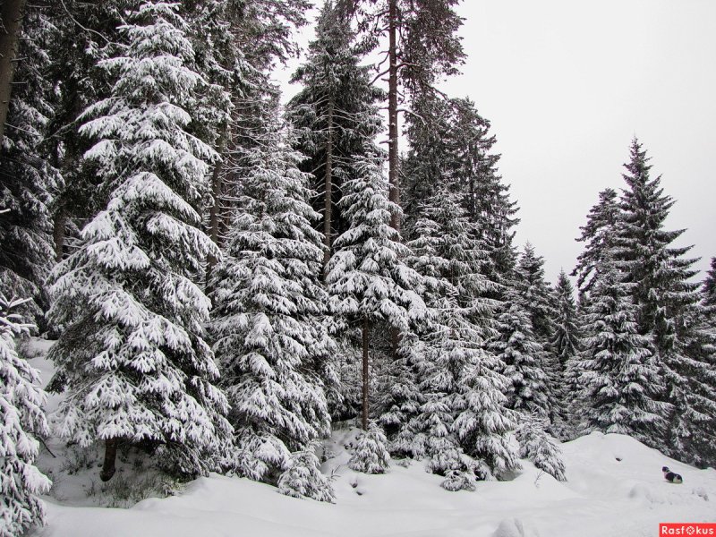 Еловый Уральский лес зима