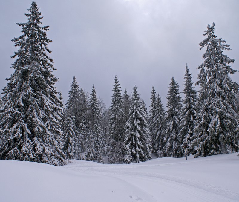 Зимний еловый лес