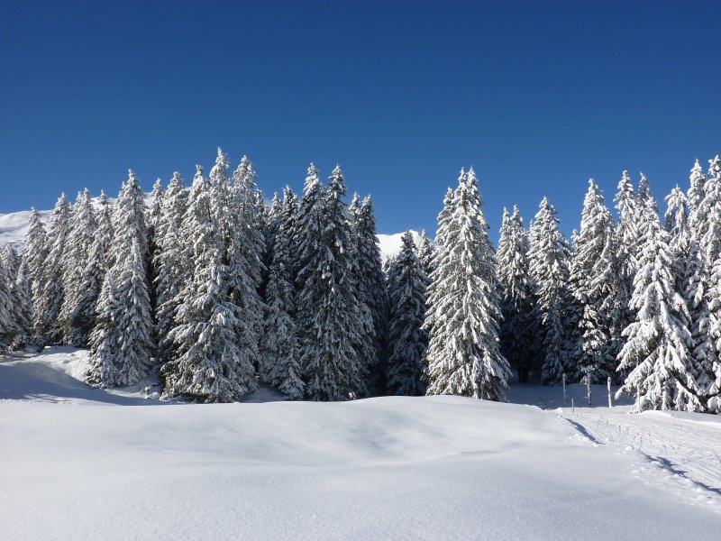 Зимний еловый лес