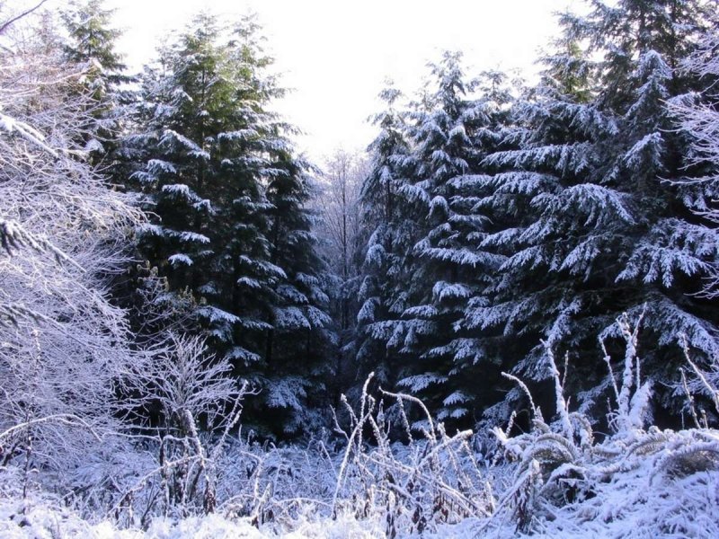 Густой зимний лес