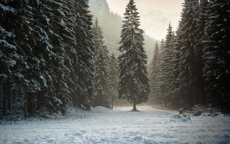 Хвойный лес зима