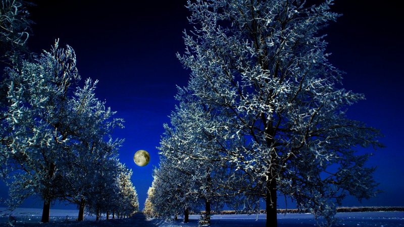 Синий зимний лес
