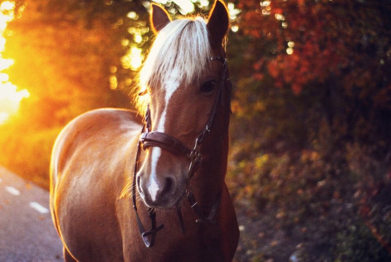 Осенняя лошадь