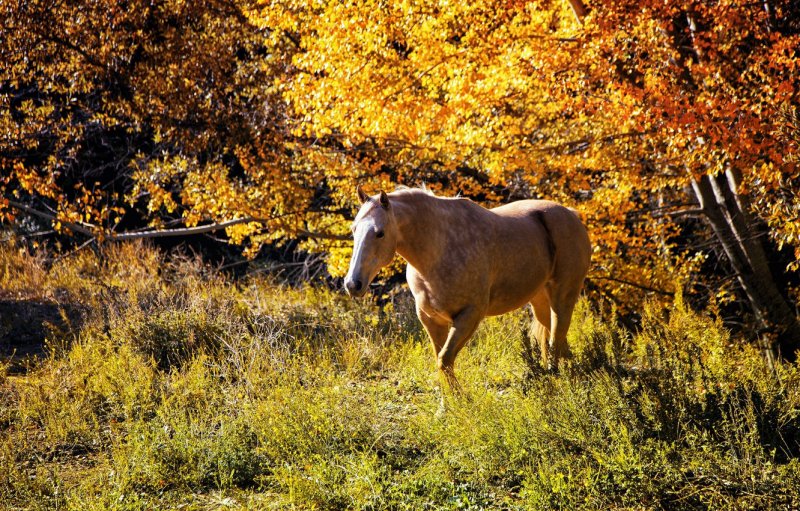Лошади в лесу осень