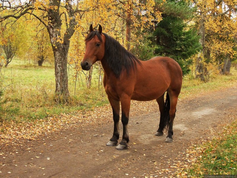 Рыжая лошадь осень