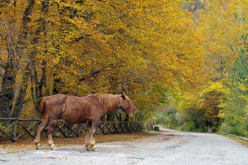 Лошадь ранчо осень