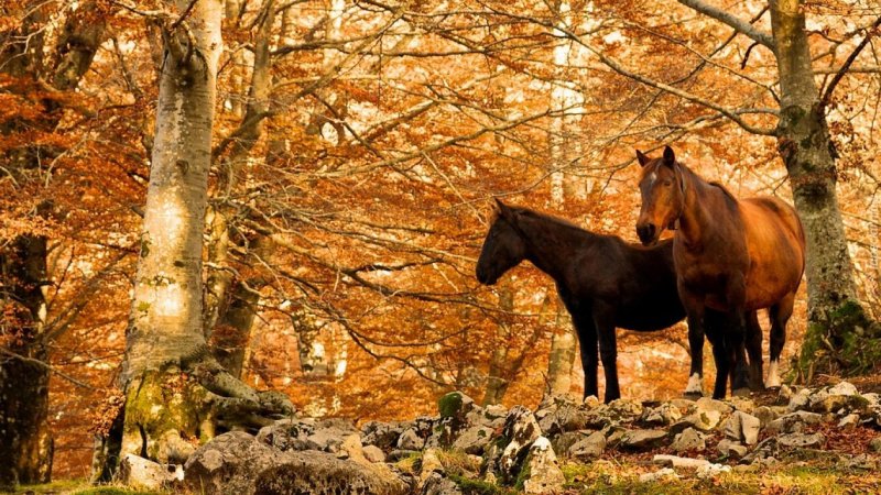 Лошадки осенью