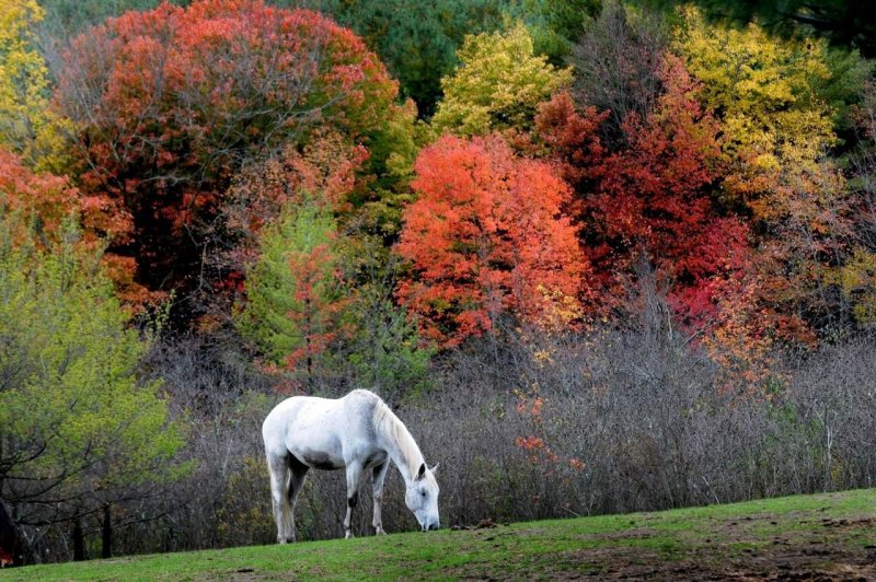 Лошади поздняя осень