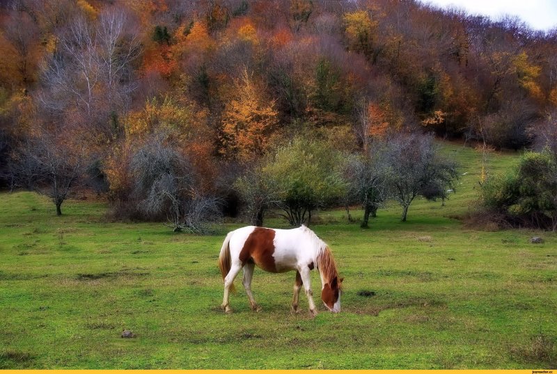 Лошади в горах осенью