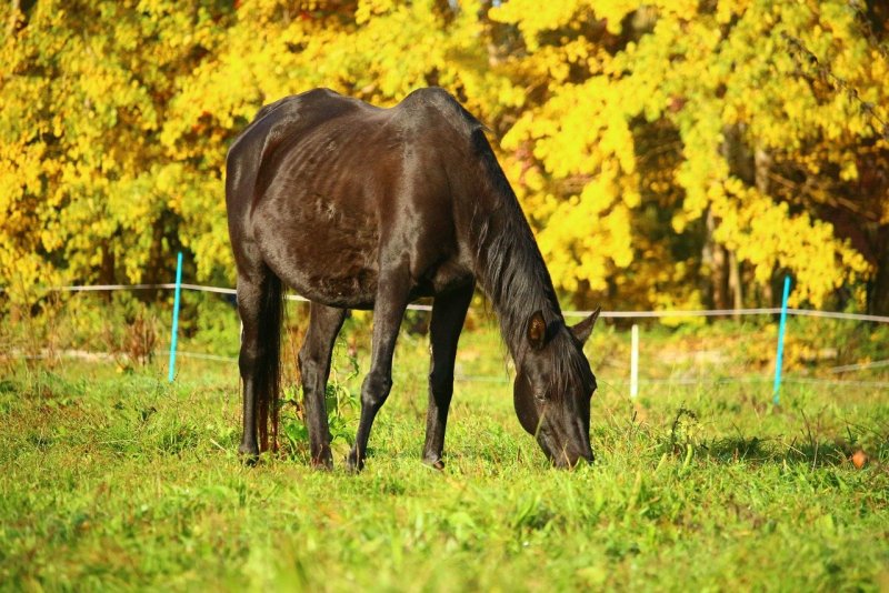 Осень листва лошадь