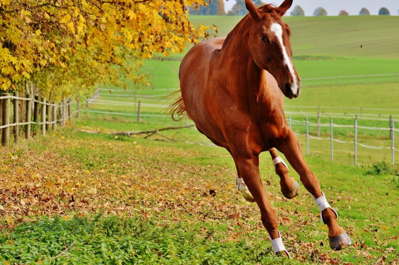 Лошади бегущие и осень