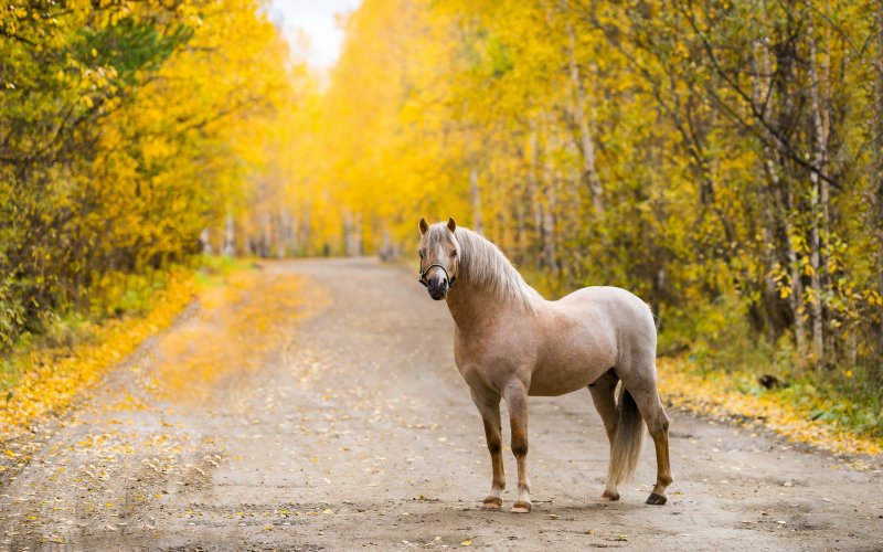 Лошадь осень