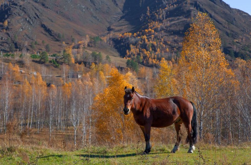 Осень и лошади горы