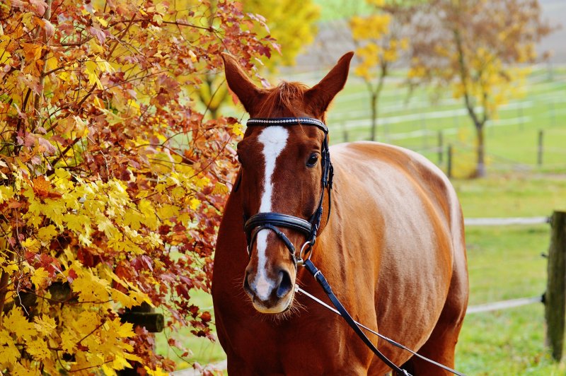 Лошадь в осенней листве