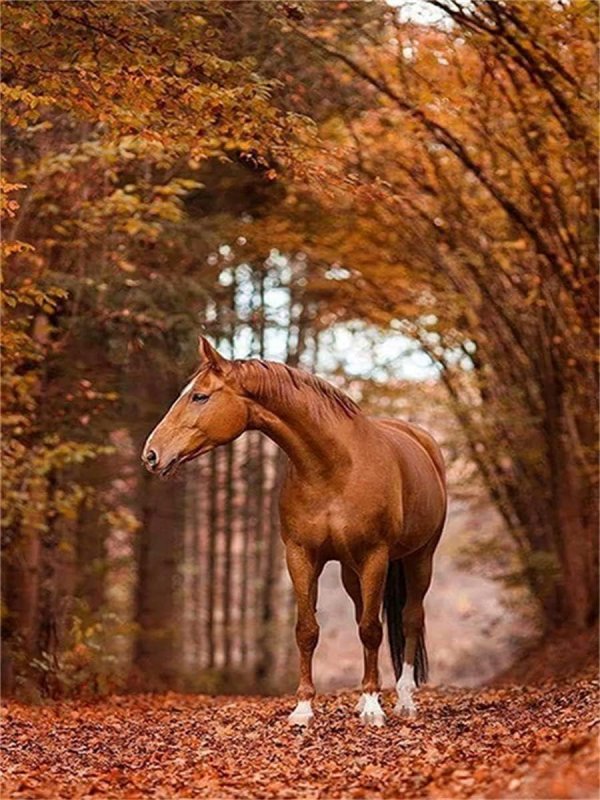Осень лошади пегие