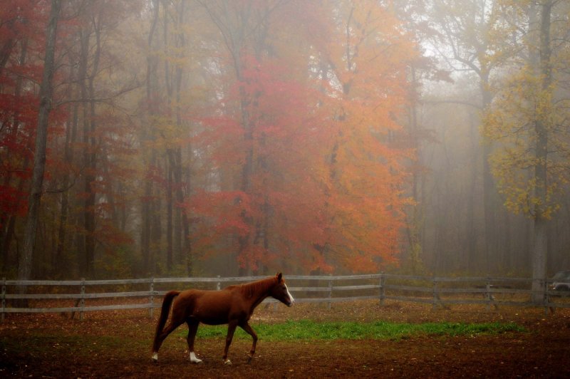 Лошадь в загоне осень