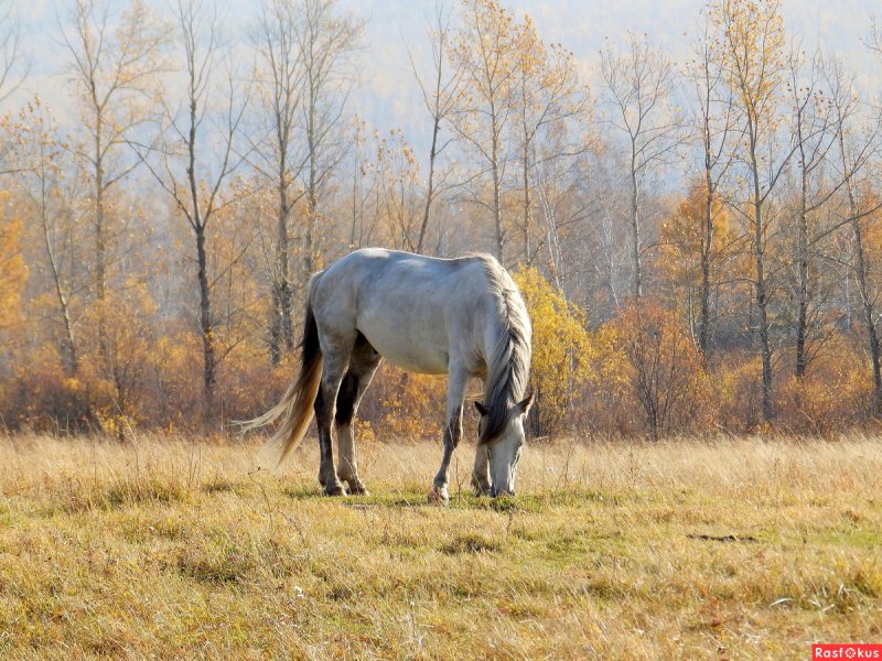 Лошадь в осеннем поле