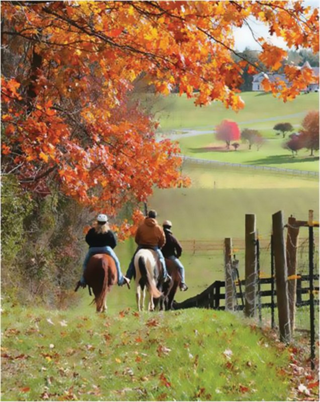 Прогулка на лошадях осень