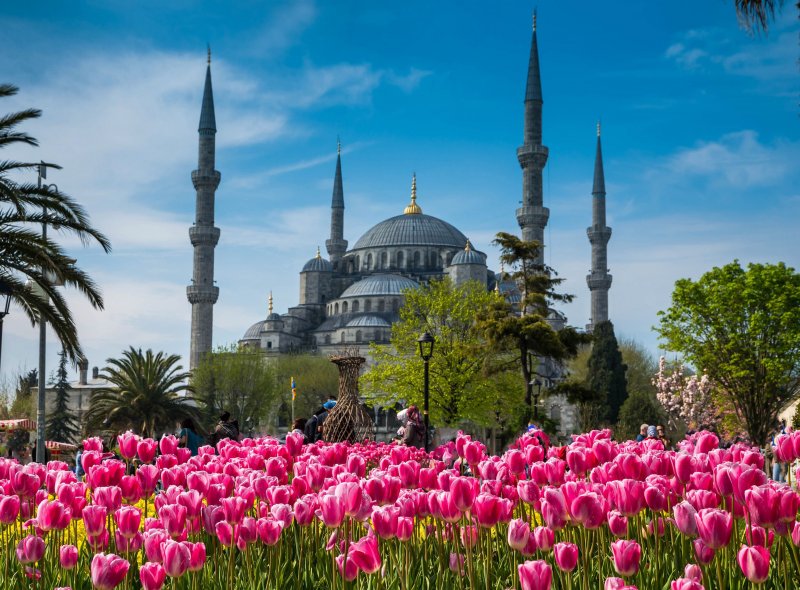 Голубая мечеть цветы Стамбул