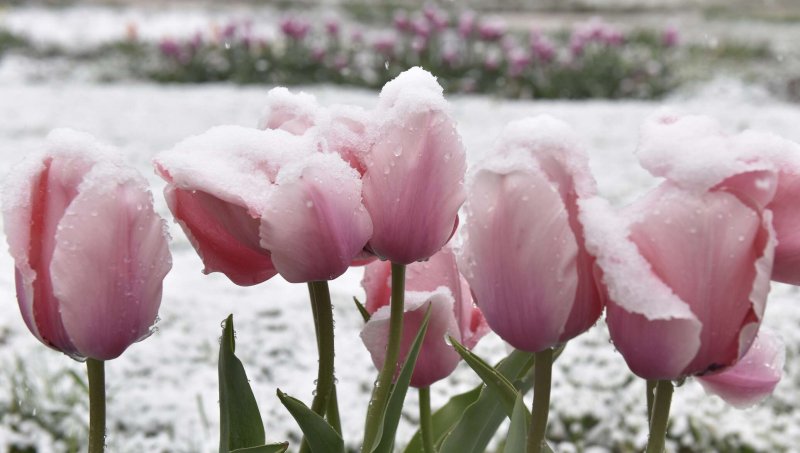 Цветы тюльпаны на снегу
