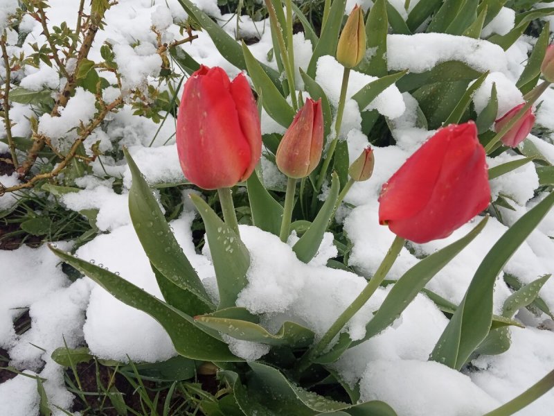 Тюльпаны под снегом
