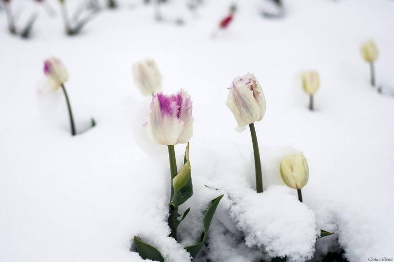 Белые тюльпаны на снегу