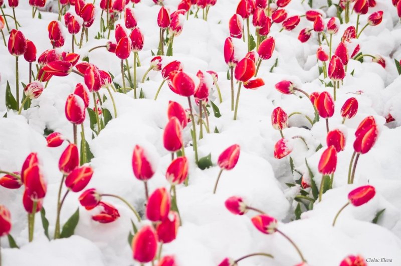 Цветы тюльпаны на снегу