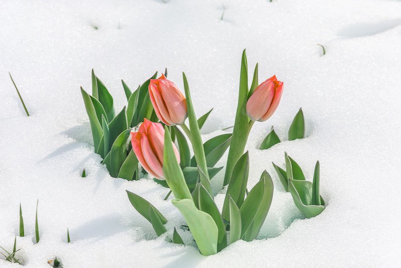 Тюльпаны в снегу на прозрачном фоне