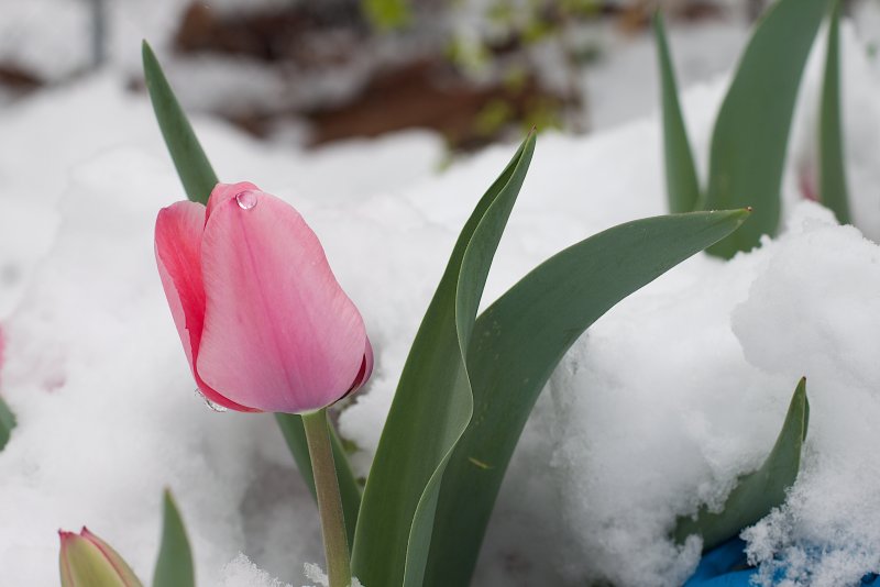 Тюльпаны под снегом
