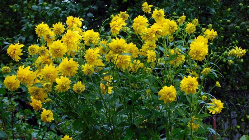 Многолетки желтый цветок